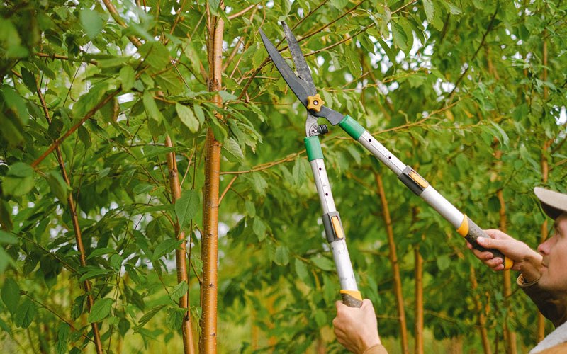 Tree trimming in Beardstown, IL